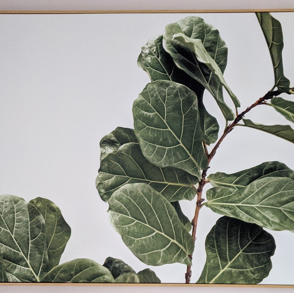 30X40 FIDDLE LEAF CANVAS